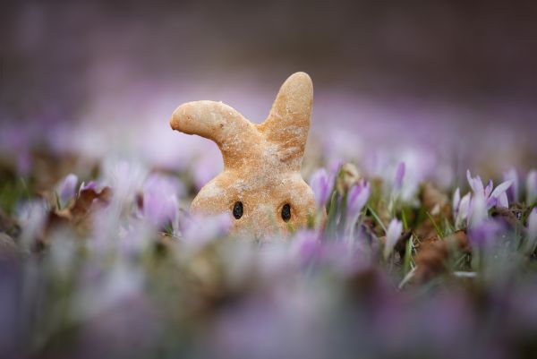 Osterhase Paul